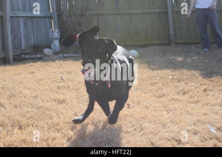 happy black labrador retriever runs in yard during afternoon play time Stock Photo
