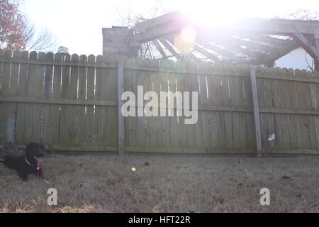 Black Labrador Retriever laying in the grass in the sunshine Stock Photo