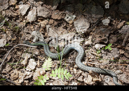 common European viper, Vipera berus Stock Photo