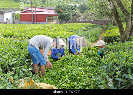 Field workers sorting harvested green tea leaves. Stock Photo