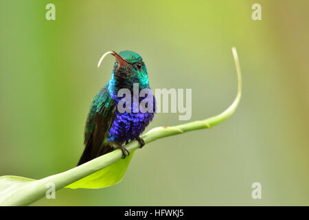 A Violet-Bellied hummingbird  in Soberania National Park Panamà Stock Photo