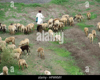 Shepherd tending his flock on a hill. Maharashtra, India Stock Photo