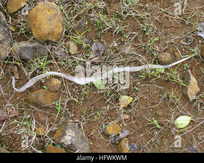 Molted Snake skin. A healthy snake sheds its skin in one piece. Found in rural areas of Maharashtra, India Stock Photo