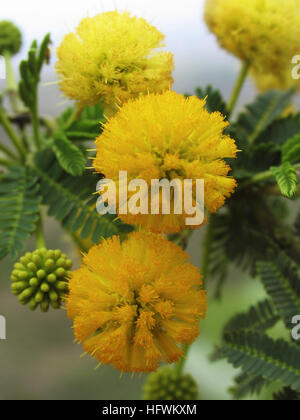 Flowers. Acacia Nilotica. Babhul. Family: Mimosaceae