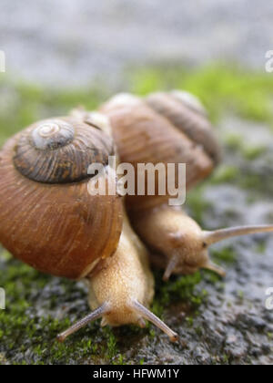 Two Garden snails, Helix aspersa Stock Photo