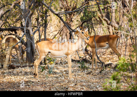 Common impala (Aepyceros melampus), Sandibe Camp, adjacent to the Moremi Game Reserve, Okavango Delta, Kalahari, Botswana, southern Africa Stock Photo