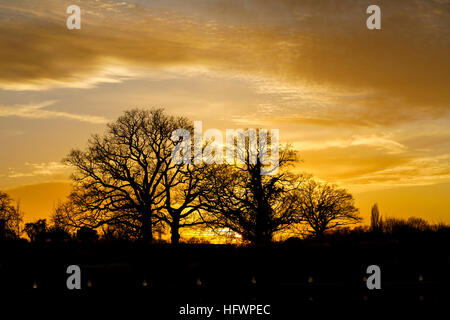 Sunset behind silhouetted leafless trees in winter at the Christmas Glow event at RHS Wisley, Surrey, UK Stock Photo