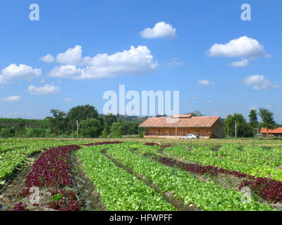 Farmhouse and vegetable farm under vivid blue sunny sky Stock Photo