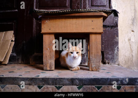 A ginger and white cat sitting under a wooden stool outside on a tiled floor. Stock Photo