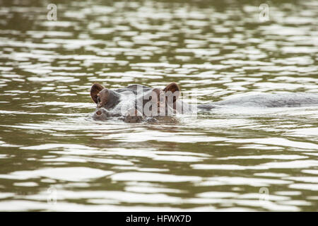 Hippopotamus in Saadani National park, Tanzania Stock Photo