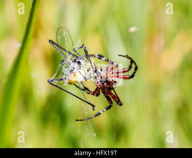 Golden silk orb-weaver spider. Stock Photo