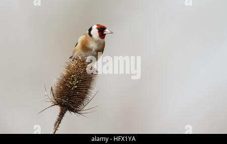 A Goldfinch (Carduelis carduelis) perched on top of a teasel head which it is eating seeds from. Stock Photo