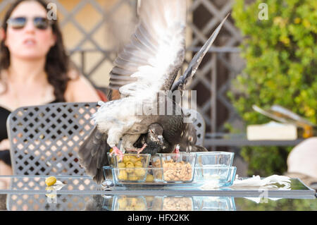 feral pigeons fighting over a tray of nibbles left unattended on a table on a hotel terrace as tourist looks on Stock Photo
