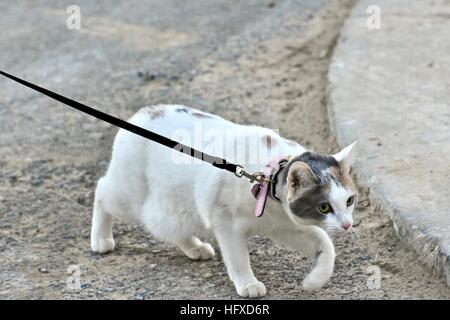 A beautiful calico cat on a leash while taking a walk with her owner Stock Photo