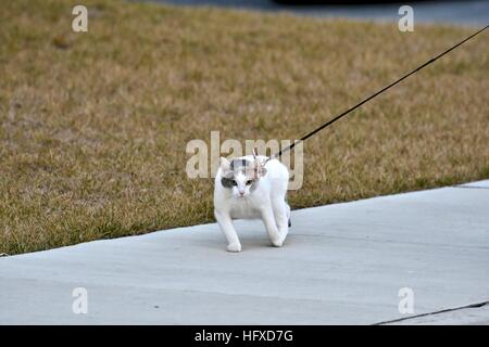 A beautiful calico cat on a leash while taking a walk with her owner Stock Photo