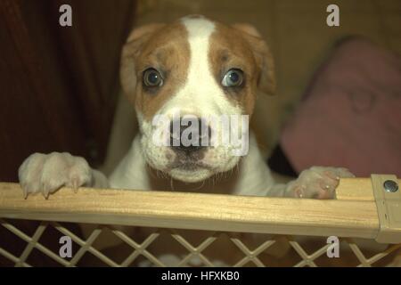 Sad Boxer Mix Pup Begging To Get Over The Baby Gate Stock Photo