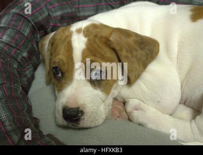 Sleepy Puppy With One Unique Half Blue Eye Stock Photo