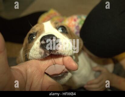 Puppy Biting My Finger Stock Photo