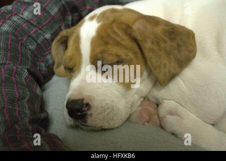 Close Up Of A Boxer Mix Puppy Sleeping Stock Photo