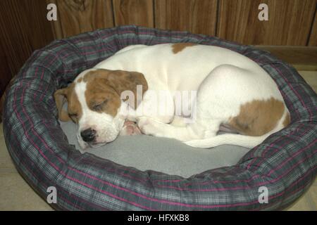 Boxer Mix Puppy Asleep In Her Bed Stock Photo