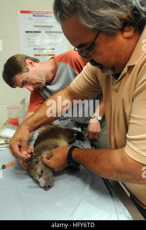 GUANTANAMO BAY, Cuba – Chris Petersen, a natural resource specialist with Naval Facilities Engineering Command Atlantic, helps José Montalvo, Naval Station Guantanamo Bay’s natural resources manager, fit a GPS harness on an anesthetized hutia, colloquially known as a banana rat, at the Guantanamo Bay Veterinary Treatment Facility, April 13, 2010. The purpose of the GPS unit is to track the migration patterns of the local hutia population. The hutia, nicknamed “Thor” during the procedure, will be tracked for the next three to four months before being recaptured to gather the information stored  Stock Photo