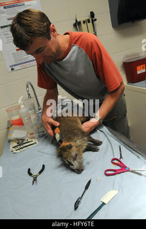 GUANTANAMO BAY, Cuba – Chris Petersen, a natural resource specialist with Naval Facilities Engineering Command Atlantic, fits a GPS harness equipped on an anesthetized hutia, colloquially known as a banana rat, at the Guantanamo Bay Veterinary Treatment Facility, April 13, 2010. The purpose of the GPS unit is to track the migration patterns of the local hutia population. The hutia, nicknamed “Thor” during the procedure, will be tracked for the next three to four months before being recaptured to gather the information stored in the harness. The veterinary clinic serves primarily to treat the p Stock Photo