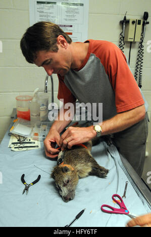 GUANTANAMO BAY, Cuba – Chris Petersen, a natural resource specialist with Naval Facilities Engineering Command Atlantic, fits a GPS harness on an anesthetized hutia, colloquially known as a banana rat, at the Guantanamo Bay Veterinary Treatment Facility, April 13, 2010. The purpose of the GPS unit is to track the migration patterns of the local hutia population. The hutia, nicknamed “Thor” during the procedure, will be tracked for the next three to four months before being recaptured to gather the information stored in the harness. The veterinary clinic serves primarily to treat the pets of se Stock Photo