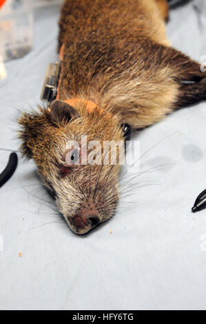 GUANTANAMO BAY, Cuba – An anesthetized hutia, colloquially known as a banana rat, lays on an examination table as it is fitted with a GPS harness at the Guantanamo Bay Veterinary Treatment Facility, April 13, 2010. The purpose of the GPS unit is to track the migration patterns of the local hutia population. The hutia, nicknamed “Thor” during the procedure, will be tracked for the next three to four months before being recaptured to gather the information stored in the harness. The clinic serves primarily to treat the pets of service members and Department of Defense employees assigned to Joint Stock Photo