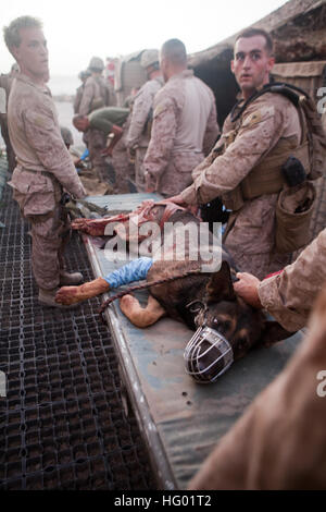 110908-M-EU691-042 SANGIN, Afghanistan (Sept. 8, 2011) U.S. Marines from 1st Battalion, 5th Marines, Regimental Combat Team 8, carry an injured bomb-tracking dog to an awaiting helicopter at Forward Operating Base Jackson. The Marines and Afghan Uniformed Policeman were struck by a suicide bomber using a vehicle-borne improvised explosive device while on a patrol. (U.S. Marine Corps photo by Cpl. Logan W. Pierce/Released) US Navy 110908-M-EU691-042 U.S. Marines from 1st Battalion, 5th Marines, Regimental Combat Team 8, carry an injured bomb-tracking dog Stock Photo