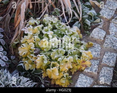 Heuchera (coral bells, alumroot) 'Lime Marmalade' with Hakonechloa (Hakone grass),  Luzula pilosa 'Igel',  Gaultheria procumbens Stock Photo