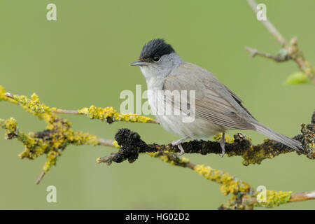 Male Blackcap / Moenchsgrasmuecke ( Sylvia atricapilla ), adult male in breeding dress, perched on dry branches of an elder bush. Stock Photo