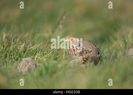 Grey Partridge / Rebhuhn ( Perdix perdix ) hiding in a dew wet field, meadow, pasture, back side view, shy, watching attentively. Stock Photo