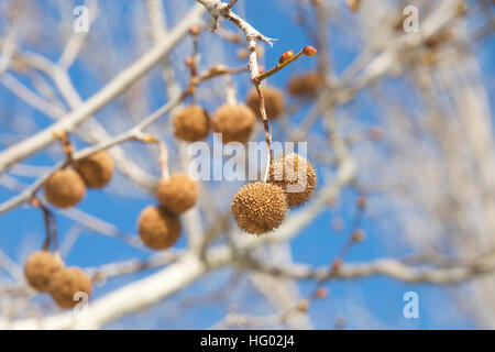 Seed pods for sycamore tree hanging from branch with blue sky background. Platanus occidentalis, also known as American sycamore, American planetree, Stock Photo