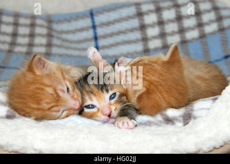 Three week old kittens on sheepskin and fluffy gray and blue stripped blanket. One female tortie torbie tabby between two male orange stripped tabbies Stock Photo