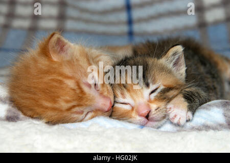 Male orange tabby kitten sleeping next to his sister female tortie torbie tabby on sheepskin and fluffy stripped gray and blue blanket. Stock Photo