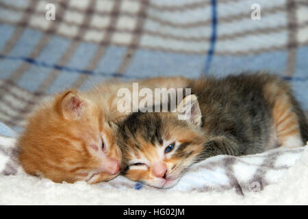 Male orange tabby kitten sleeping next to his sister female tortie torbie tabby on sheepskin and fluffy stripped gray and blue blanket. three weeks ol Stock Photo