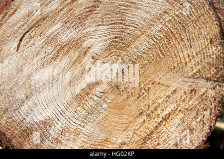 tree trunk cut with chainsaw, rough edge of wood with grain showing rings in middle of tree Stock Photo