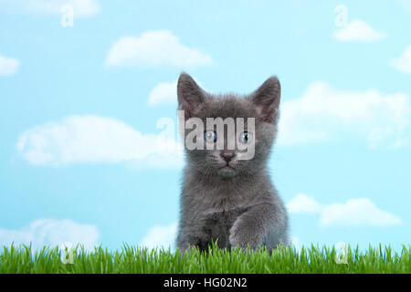 Gray short hair kitten with blue gray eyes six weeks old sitting down in tall grass looking forward one paw up slightly, blue background with clouds. Stock Photo