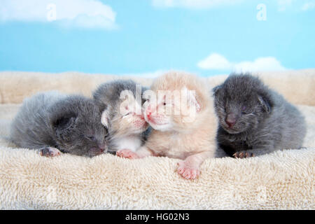 four one week old kittens eyes still mostly closed laying together on a tan fuzzy bed lined up side by side with blue sky cloud background Stock Photo