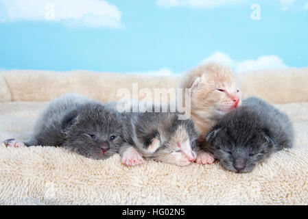 four one week old kittens eyes still mostly closed laying together on a tan fuzzy bed lined up side by side with blue sky cloud background Stock Photo