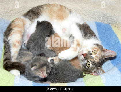 Calico mother cat with four kittens, nursing looking up looking overwhelmed. Importance of spaying and neutering cats to prevent pregnancy. Stock Photo