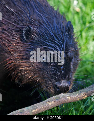 European Beaver (castor fiber) and branch Stock Photo