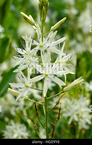 Camassia leichtlinii 'Alba' Stock Photo