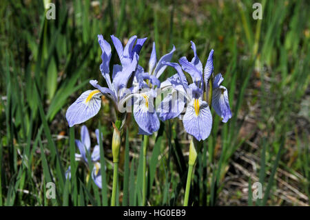 Iris missouriensis Stock Photo