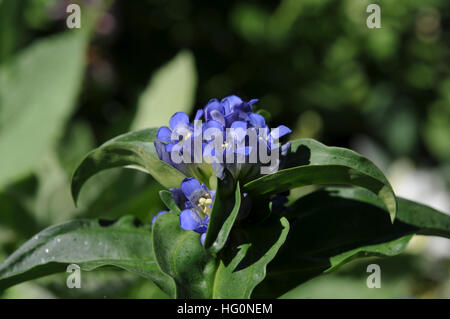 Blue flowers from the cross gentian Stock Photo