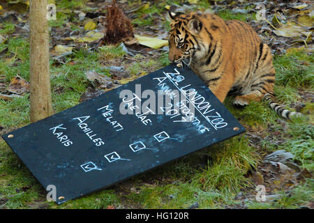 London, UK. 3rd Jan, 2017. Achilles - the Sumatran cub. Home to more than 800 unique species in London Zoo, zookeepers take stock of every invertebrate, bird, fish, mammal, reptile, and amphibian counting every animal in the annual stocktake. The week long compulsory count is required as part of London Zoo's license, the results are logged and the data is shared with zoos around the world to manage international breeding programmes. Credit: Dinendra Haria/Alamy Live News Stock Photo