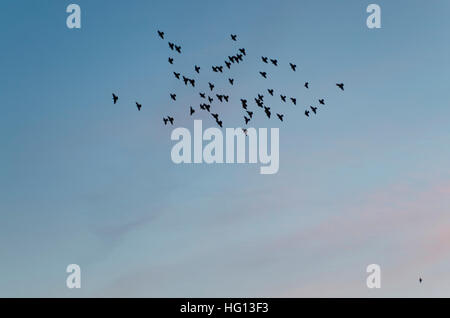 Brighton, East Sussex, UK. 3rd January 2017. UK Weather. Starlings are heading to roost whilst the sun sets after a clear and crisp day with chilly northwesterly winds on the south coast in Brighton. Credit: Francesca Moore/Alamy Live News Stock Photo