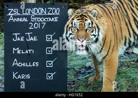 London, UK. 3rd January, 2017. Sumatran tigers. London Zoo (ZSL) Annual Animal Stocktake performed every January to log all data to the International Species information System (ISIS) © Guy Corbishley/Alamy Live News Stock Photo