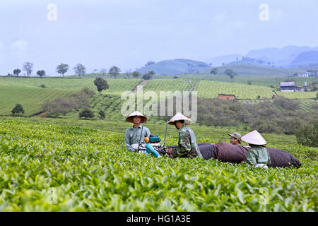 Green Tea harvest, workers operating mechanical tea harvester. Stock Photo