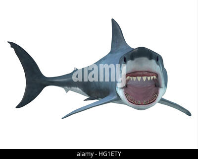 The Great White Shark is the largest predatory shark in the ocean and can grow to 26 feet and can live for 70 years. Stock Photo